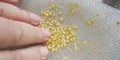 Kako potopiti kukuruz prije sadnje